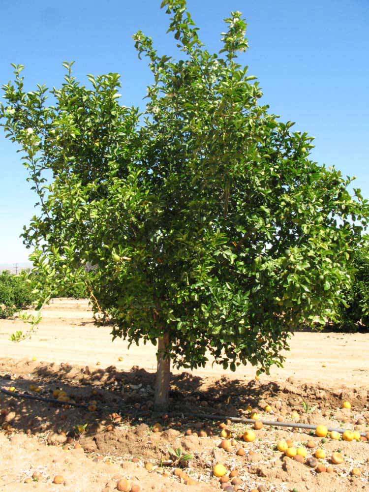            Habit (Riverside, CA)   